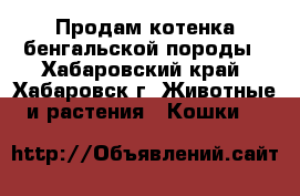 Продам котенка бенгальской породы - Хабаровский край, Хабаровск г. Животные и растения » Кошки   